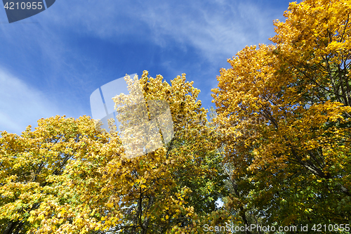 Image of Maple Park in autumn