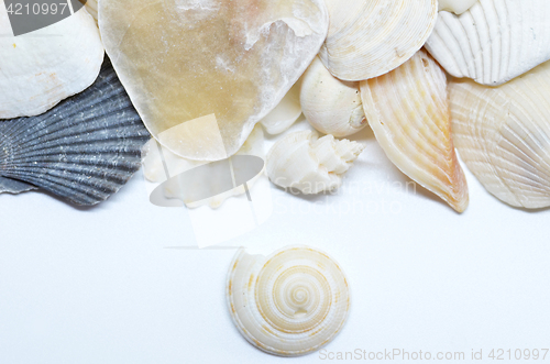Image of Sea shells scraped together