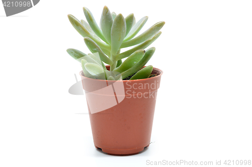 Image of Succulent plant in pot