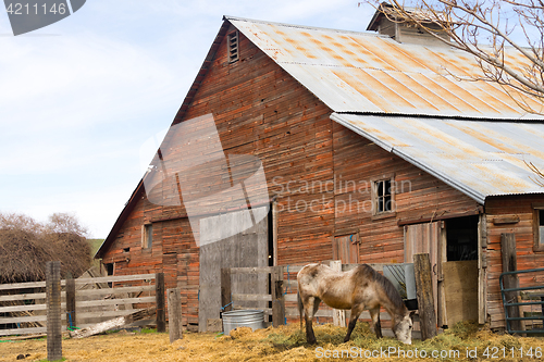 Image of Lone Horse Grazes On Feed Farm Ranch Barn Corral