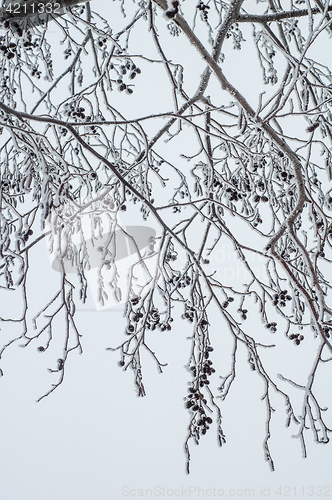 Image of Alder branches covered with frost