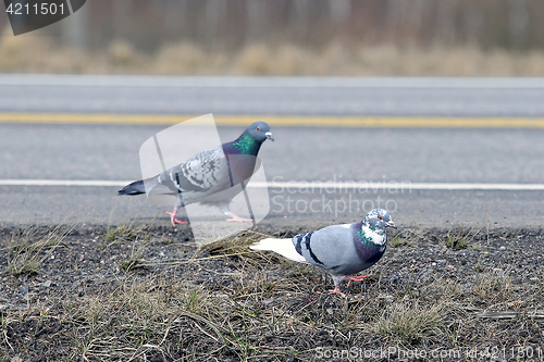 Image of Worry Among Pair of Pigeons 