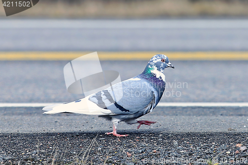 Image of Pretty Pigeon