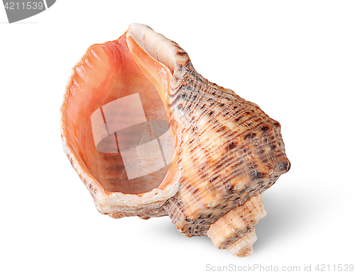 Image of Seashell rapana vertically