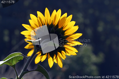Image of Sun flower