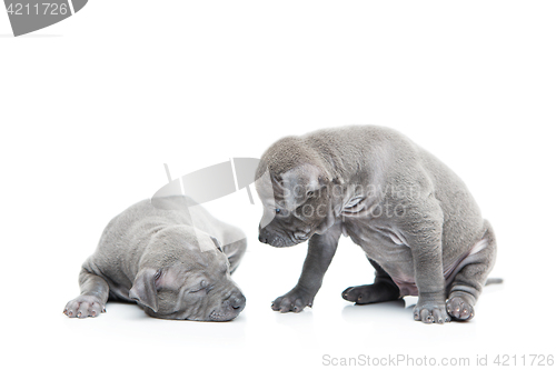 Image of Two thai ridgeback puppies isolated on white