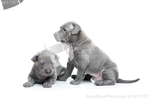 Image of Two thai ridgeback puppies isolated on white