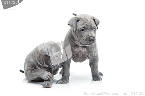 Image of Two thai ridgeback puppies isolated on white