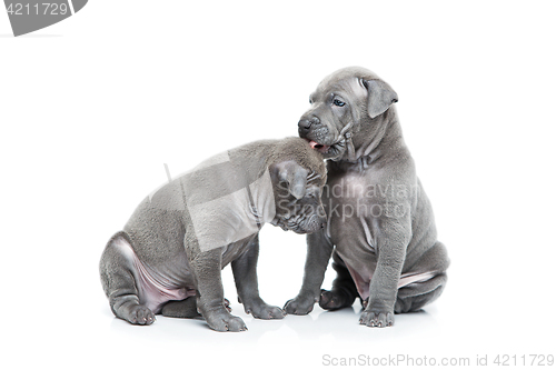 Image of Two thai ridgeback puppies isolated on white