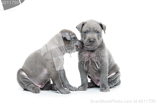 Image of Two thai ridgeback puppies isolated on white