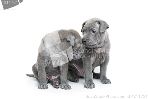 Image of Two thai ridgeback puppies isolated on white