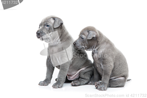 Image of Two thai ridgeback puppies isolated on white