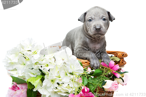 Image of Thai ridgeback puppy in basket isolated on white