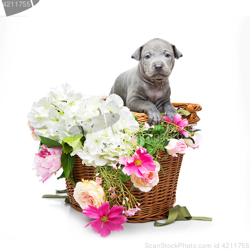 Image of Thai ridgeback puppy in basket isolated on white