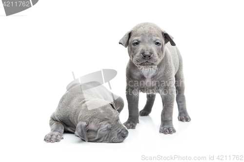 Image of Two thai ridgeback puppies isolated on white