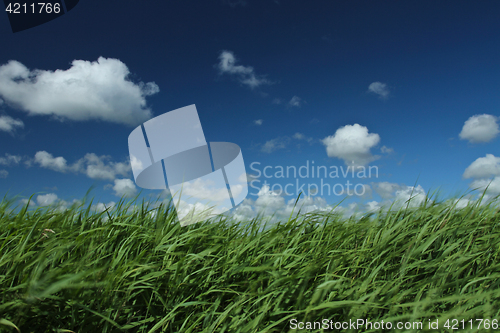 Image of Green grass and blue sky 