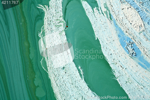 Image of Blue-green algae on a lake in denmark