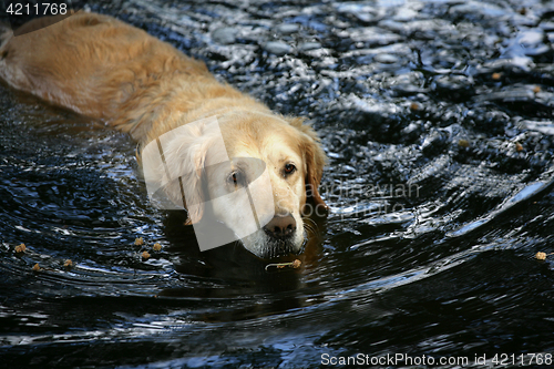Image of dog in water