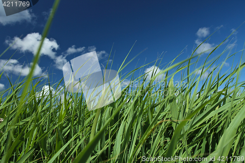 Image of Green grass and blue sky 