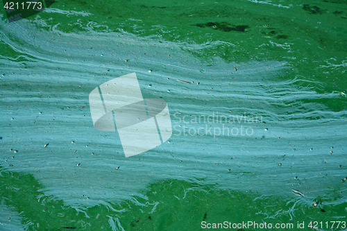 Image of Blue-green algae on a lake in denmark