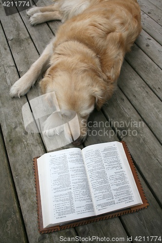 Image of dog reading