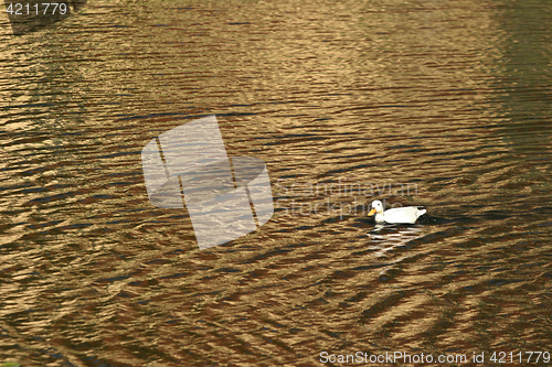Image of duck