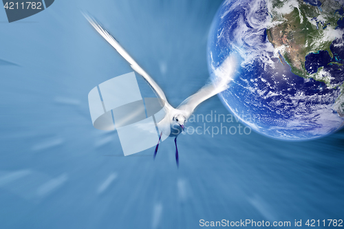 Image of bird seagull