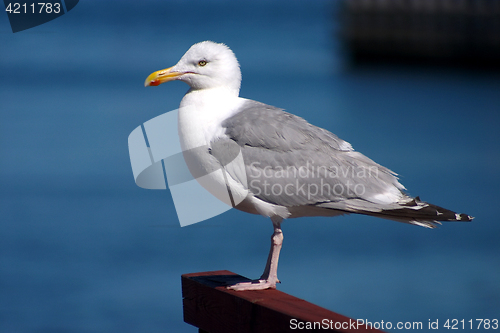 Image of bird seagull