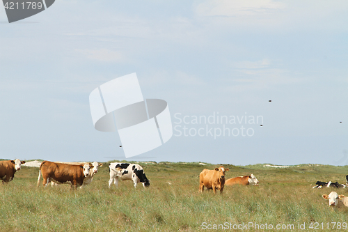 Image of Cows in a Danish landscapes in the summer