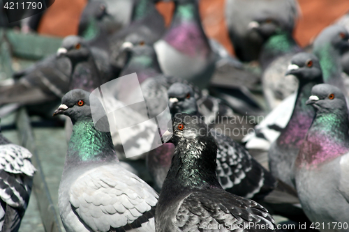 Image of pigeons