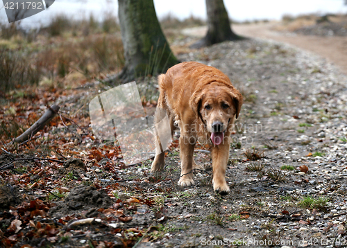 Image of dog golden retriever