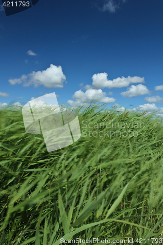 Image of Green grass and blue sky 