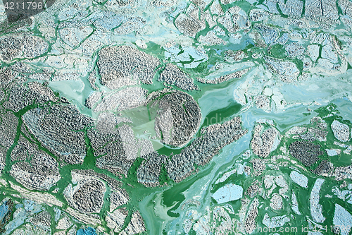 Image of Blue-green algae on a lake in denmark