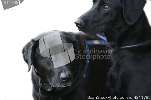 Image of Dogs