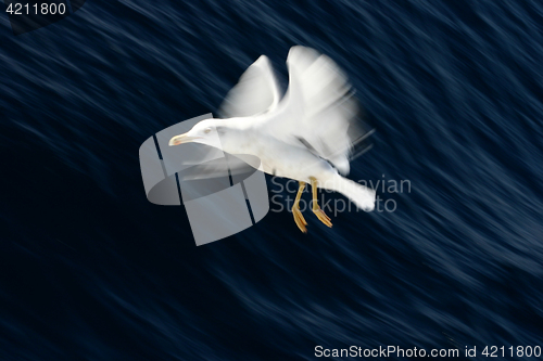 Image of bird seagull