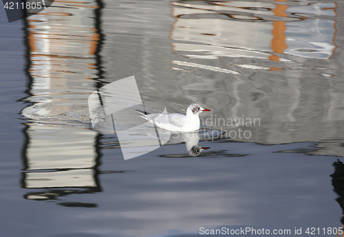 Image of seagull