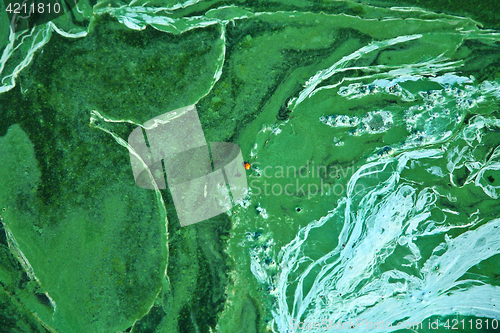 Image of Blue-green algae on a lake in denmark
