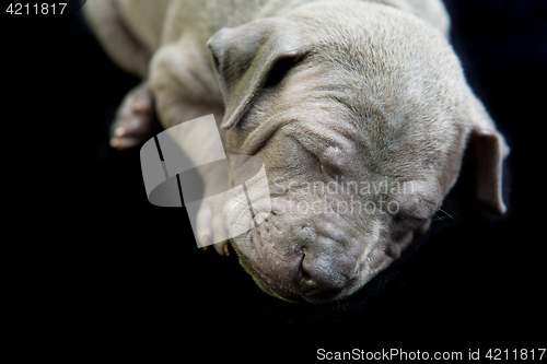 Image of Thai ridgeback puppy isolated on white