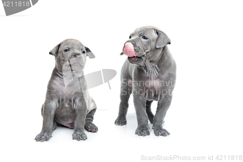 Image of Two thai ridgeback puppies isolated on white