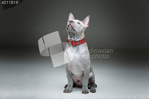 Image of Thai ridgeback puppy