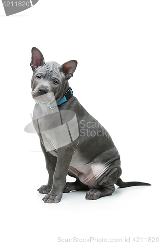 Image of Thai ridgeback puppy