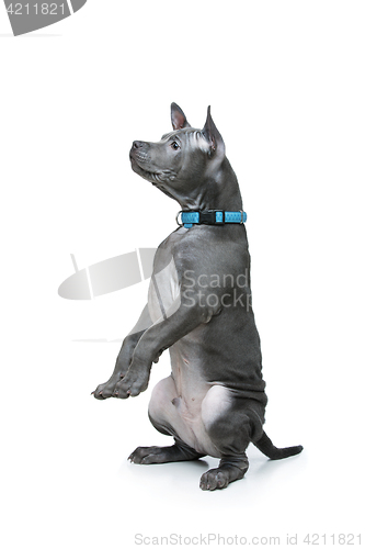 Image of Thai ridgeback puppy