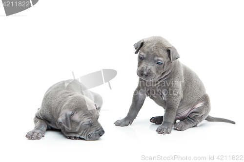 Image of Two thai ridgeback puppies isolated on white