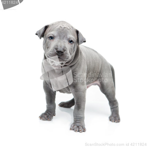 Image of Thai ridgeback puppy isolated on white