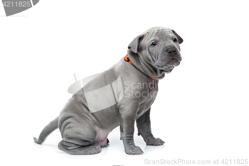 Image of Thai ridgeback puppy isolated on white