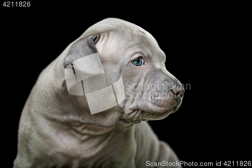 Image of Thai ridgeback puppy isolated on black