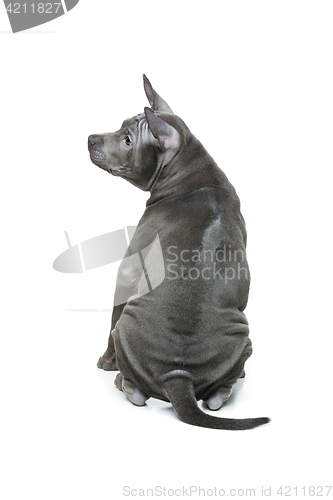 Image of Thai ridgeback puppy