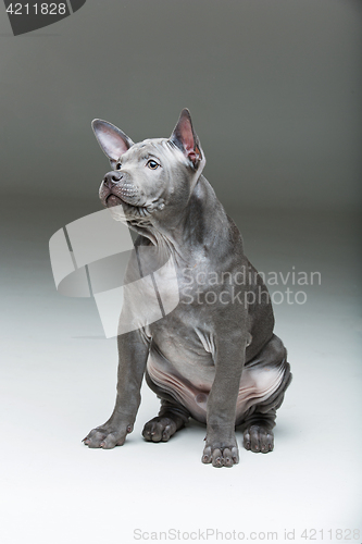 Image of Thai ridgeback puppy