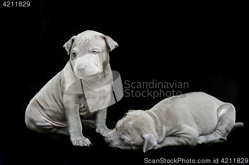 Image of Two thai ridgeback puppies isolated on white