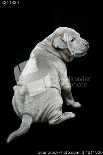 Image of Thai ridgeback puppy on black background